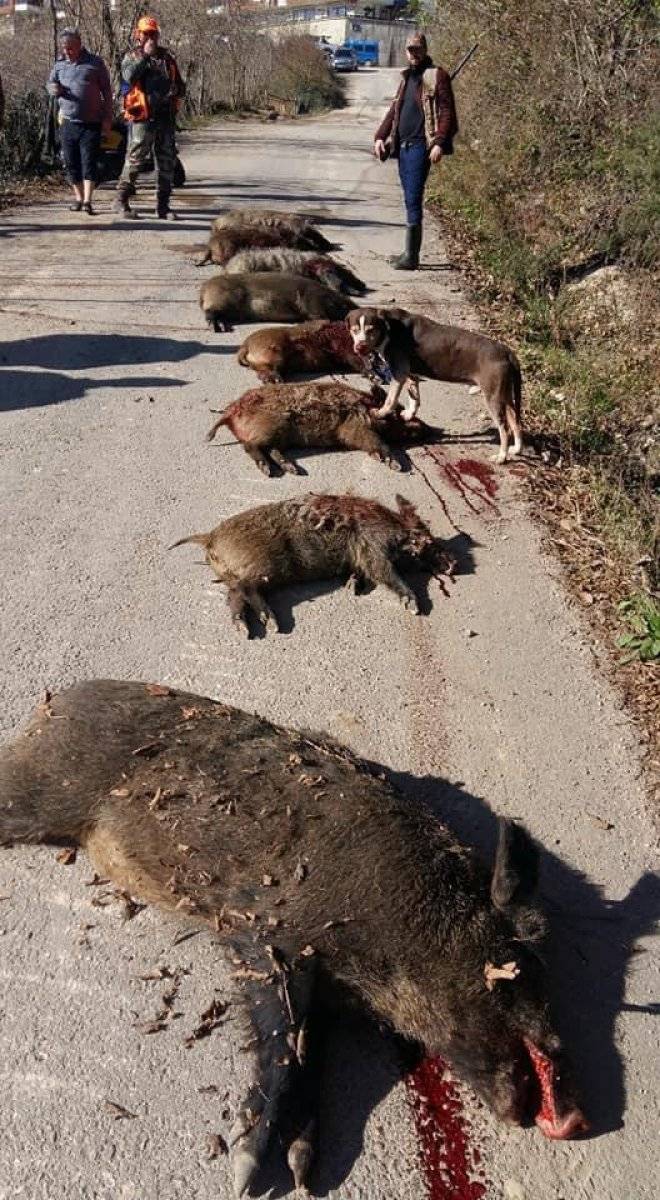 Ordu'da mahalleye inen 12 yaban domuzu avlandı