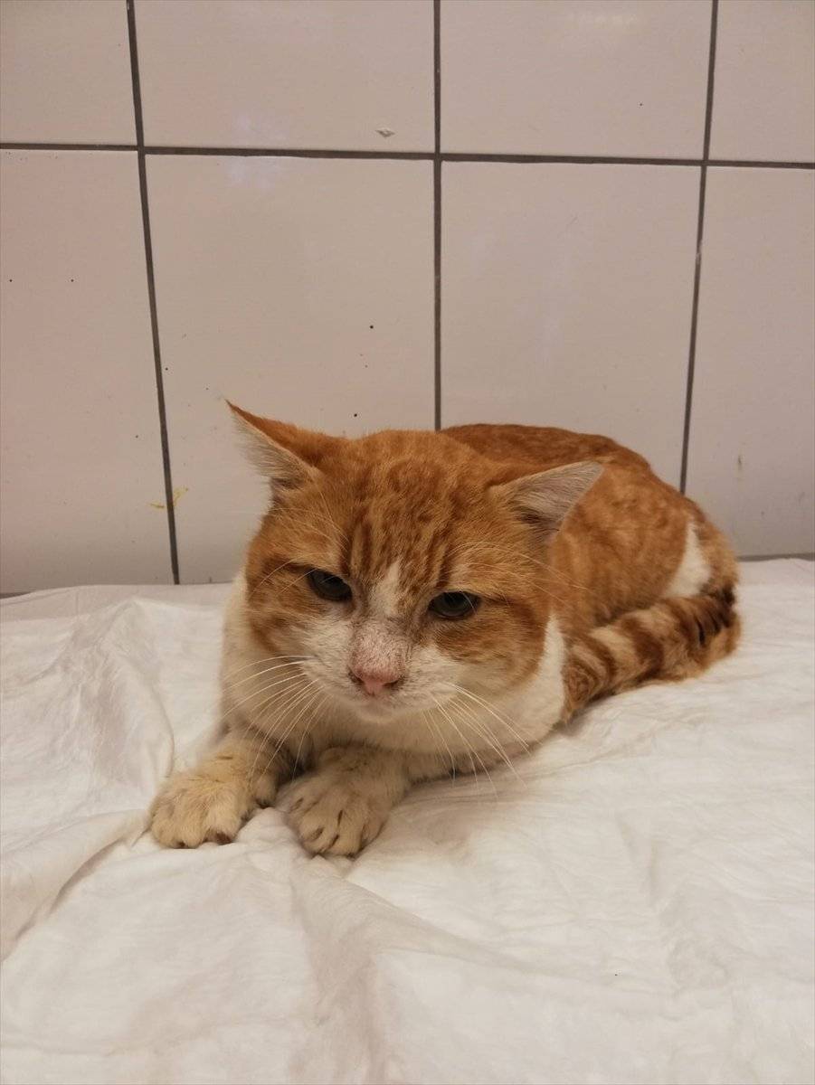 Muğla'da vücuduna demir çubuk saplanan kedi kurtarıldı