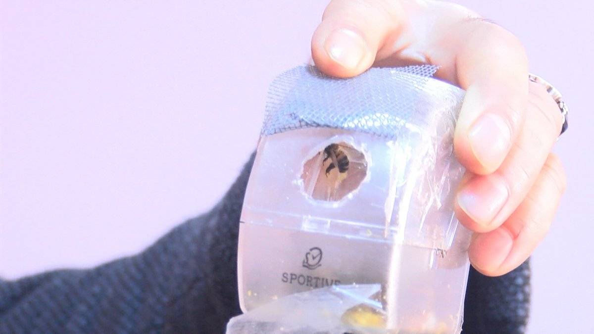 Malatya'da koronavirüse karşı kendilerini bal arılarına ısırttırıyorlar