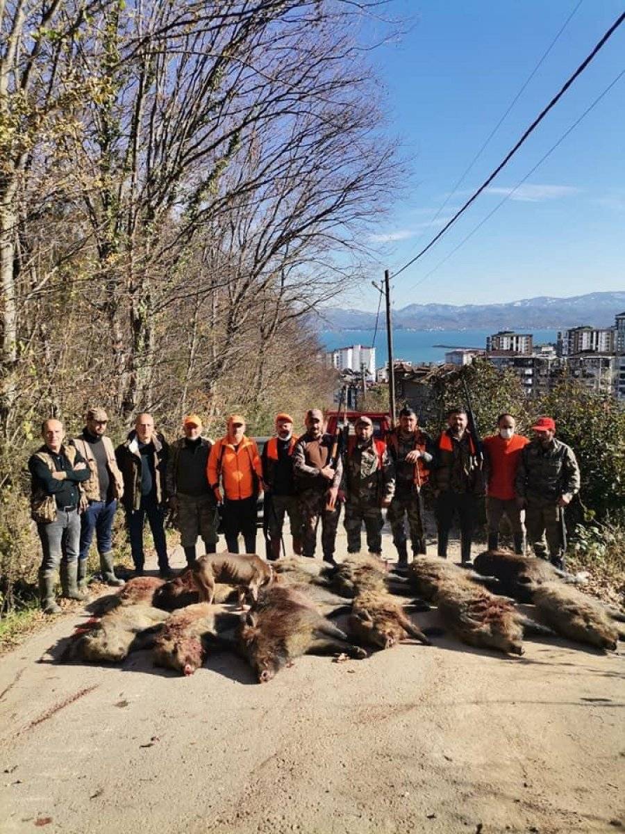 Ordu'da mahalleye inen 12 yaban domuzu avlandı