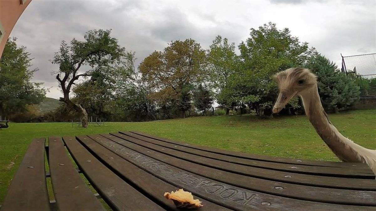 Kocaeli'de poğaça hırsızı kameraya yakalandı