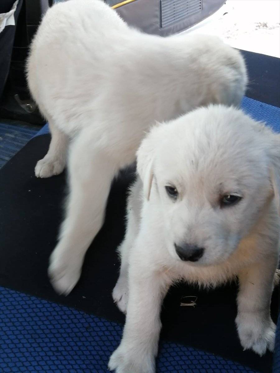 Çorum'da korumaya alınan 7 köpek sahiplenildi