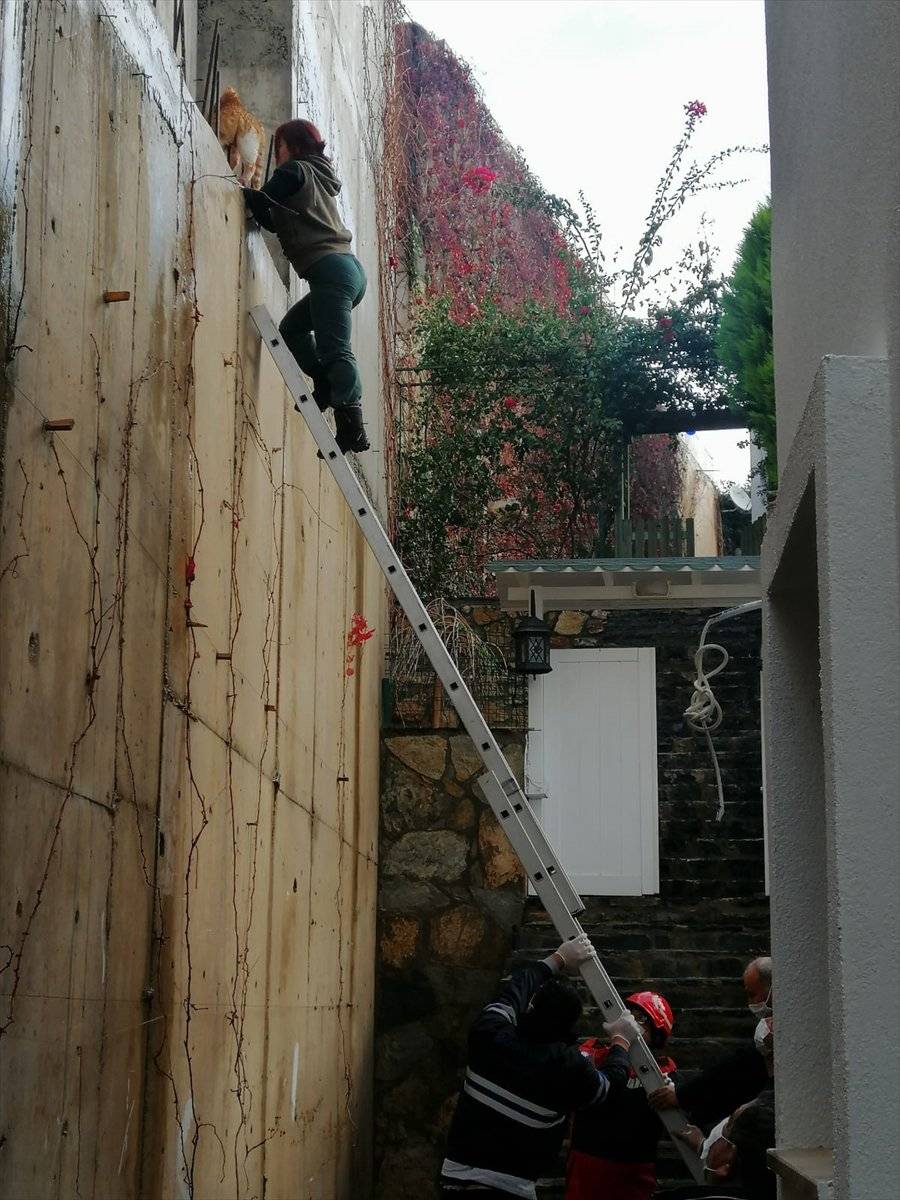 Muğla'da vücuduna demir çubuk saplanan kedi kurtarıldı