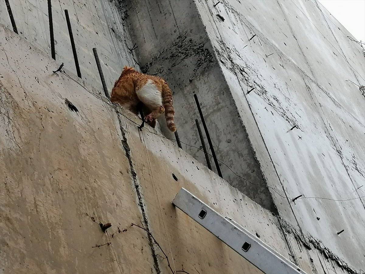 Muğla'da vücuduna demir çubuk saplanan kedi kurtarıldı