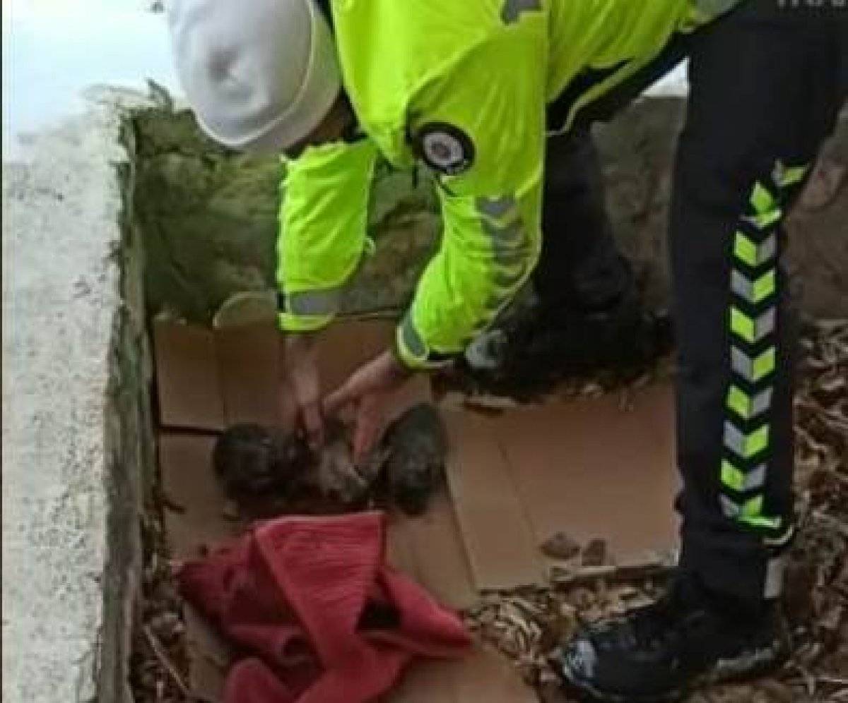 Malatya'da donmak üzere olan yavru köpeklere polis yardım etti