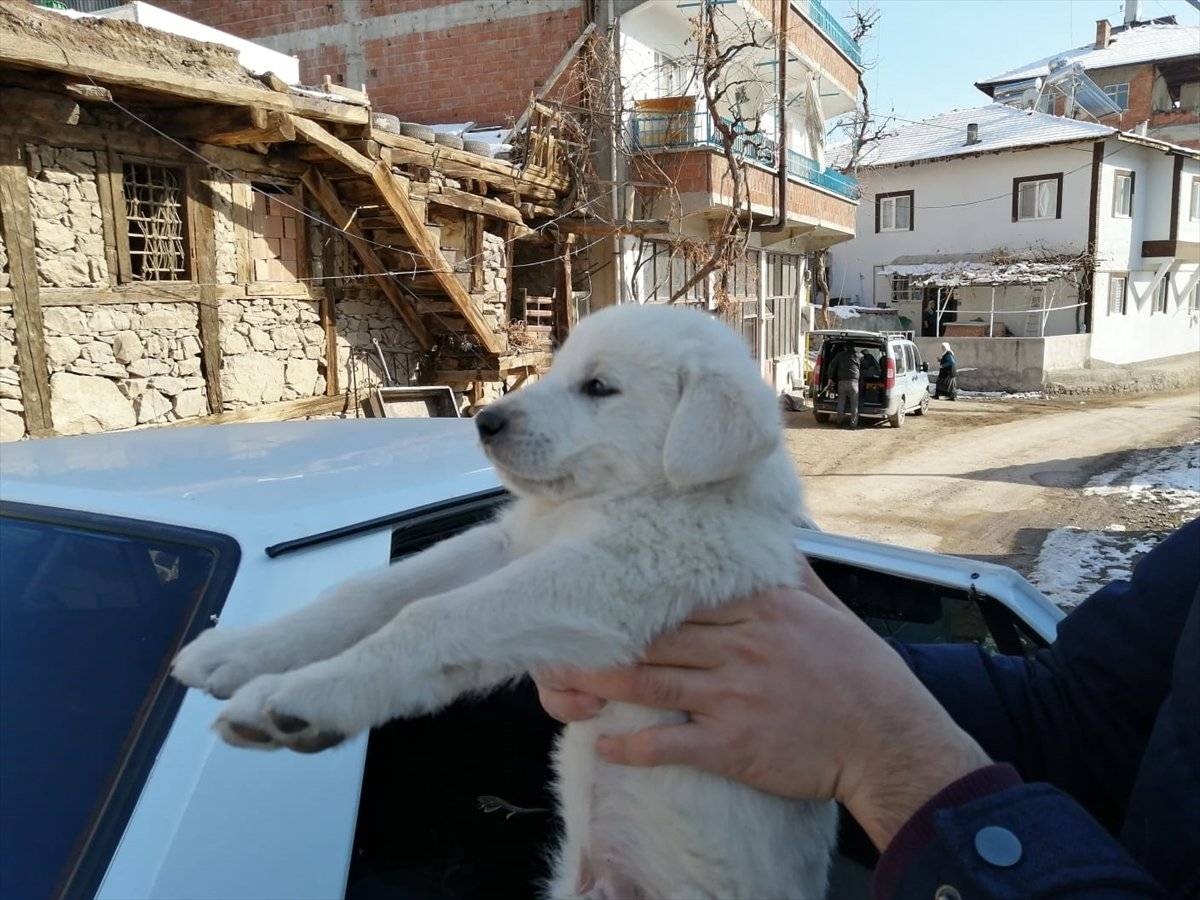 Çorum'da korumaya alınan 7 köpek sahiplenildi
