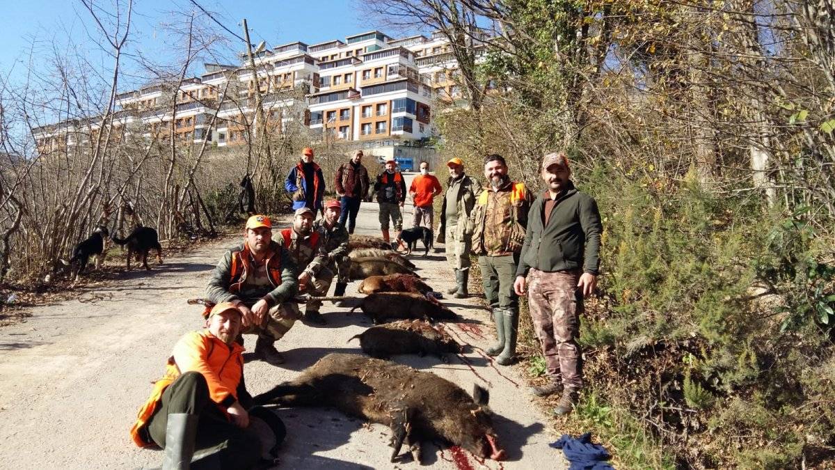 Ordu'da mahalleye inen 12 yaban domuzu avlandı