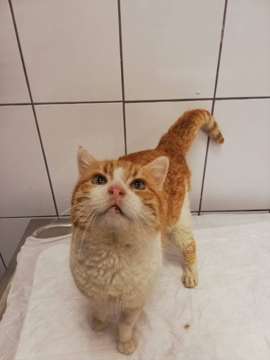 Muğla'da vücuduna demir çubuk saplanan kedi kurtarıldı