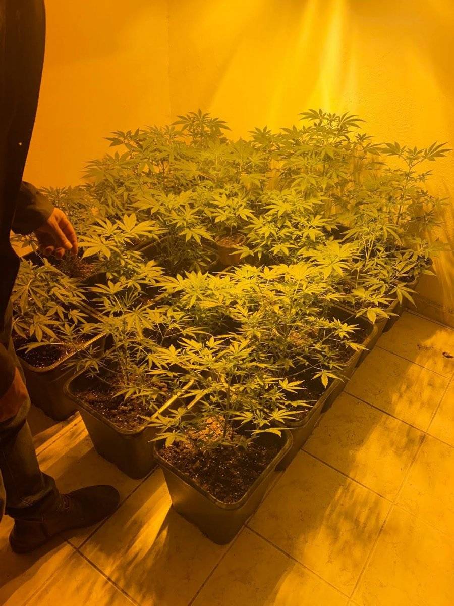 İstanbul'da uyuşturucu yetiştiren kadının şaşırtan savunması