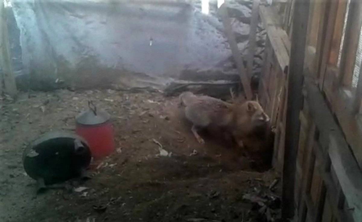 Amasya'da tilkiyle karşılaşan çiftçi, yaşadıklarını anlattı