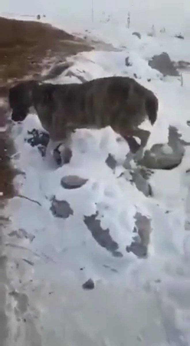 Kazakistan'da dondurucu soğuk: Hayvanlar telef oldu