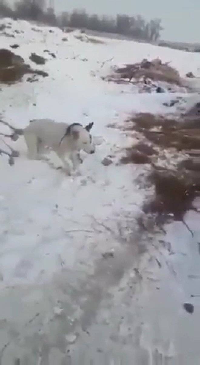 Kazakistan'da dondurucu soğuk: Hayvanlar telef oldu