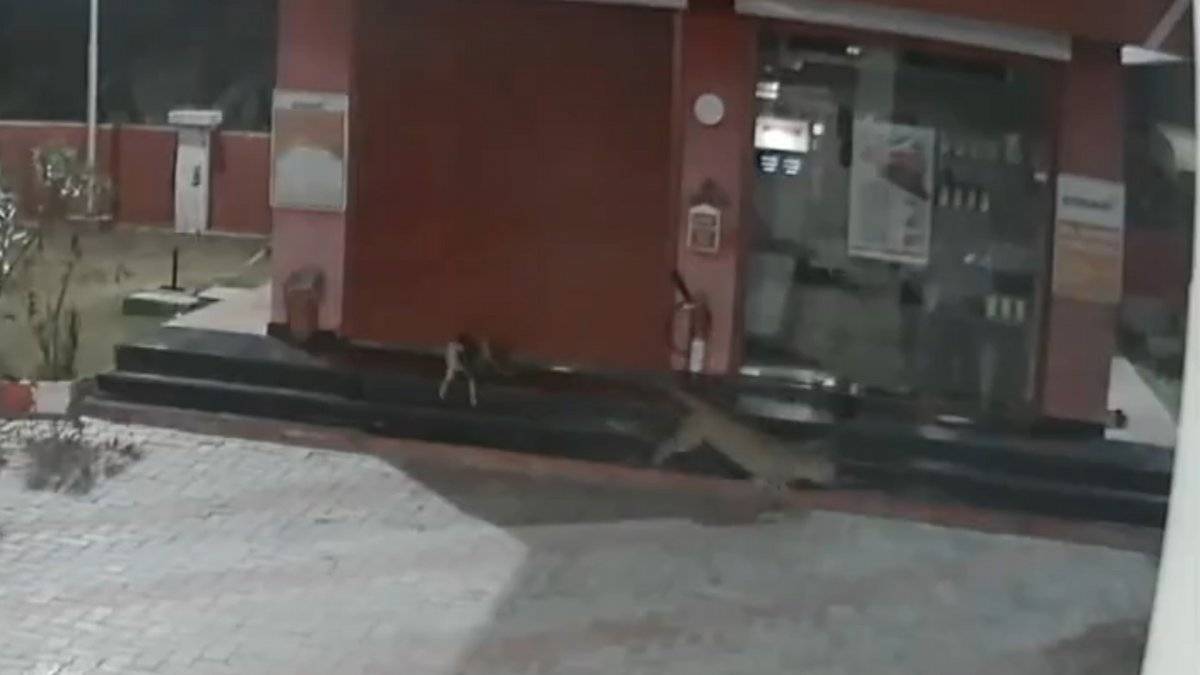 Hindistan'da köpek, leoparın saldırısından korundu