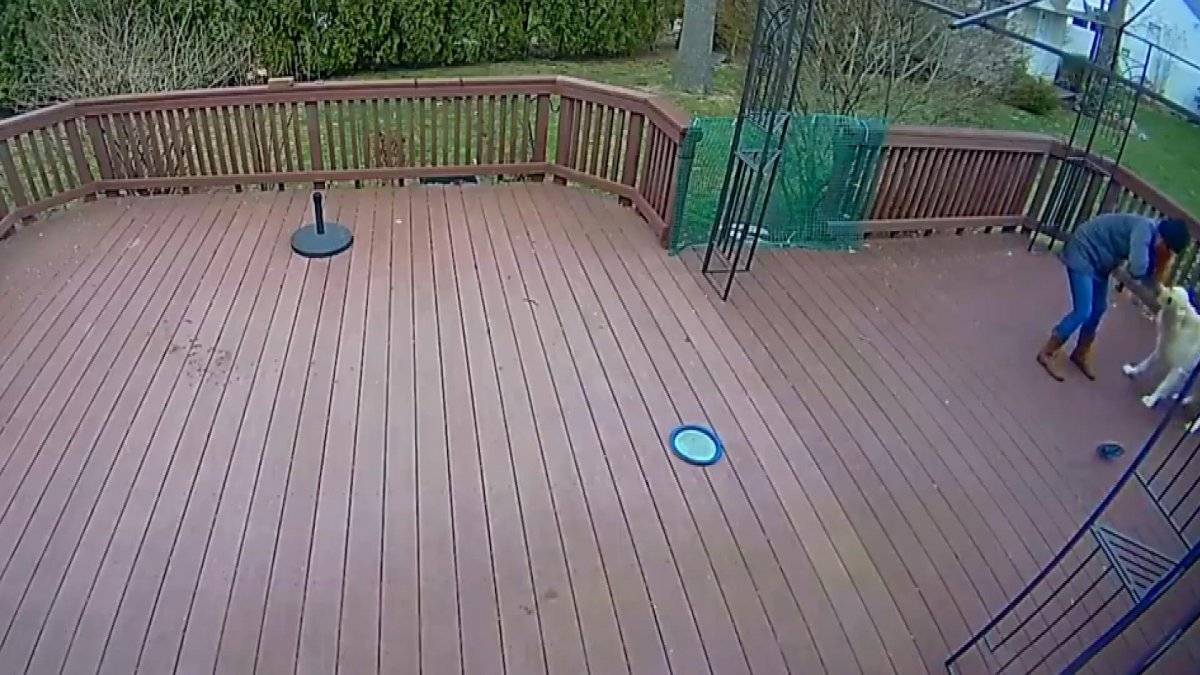 ABD'de, köpek ile sahibi arasındaki ilginç oyun