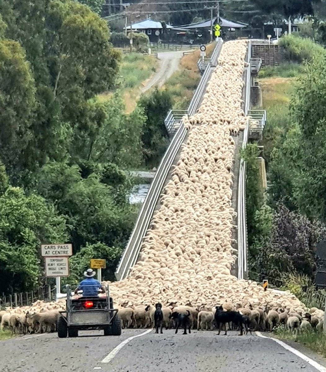 Yeni Zelanda'da köprüden geçen koyunların ilginç görüntüsü