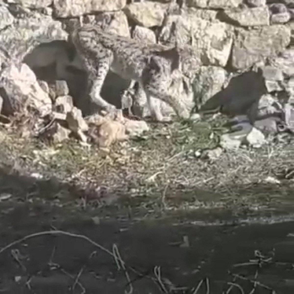 Sivas'ta vaşak, ilçeye indi