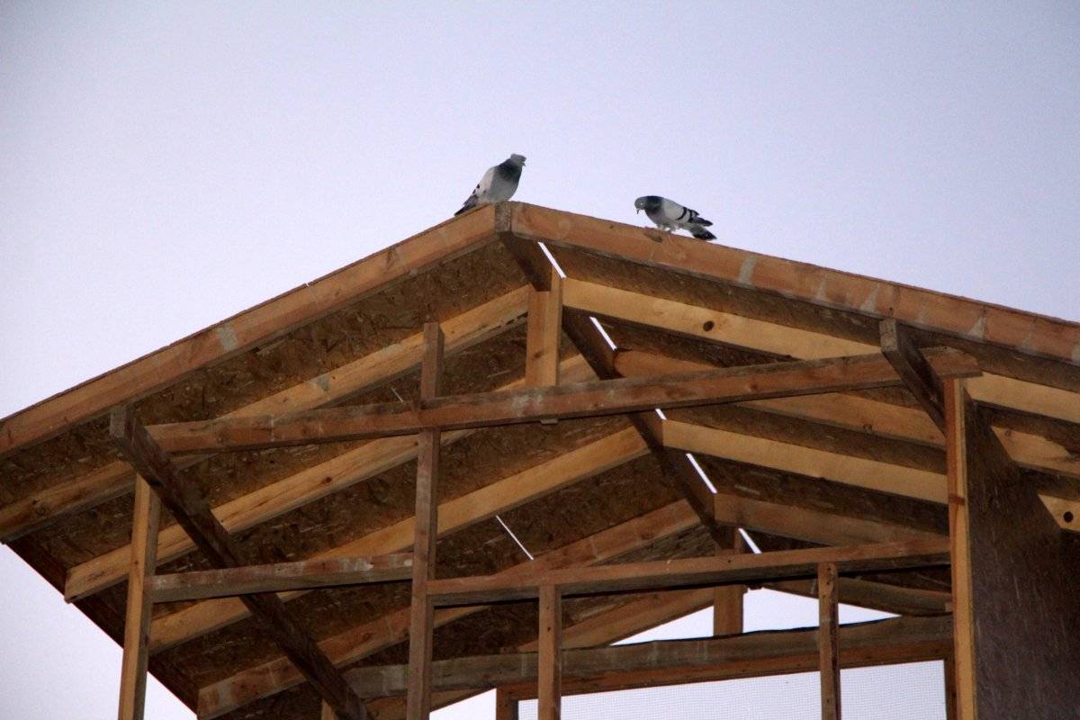 Adana'da damda güvercin uçururken sırtından vuruldu