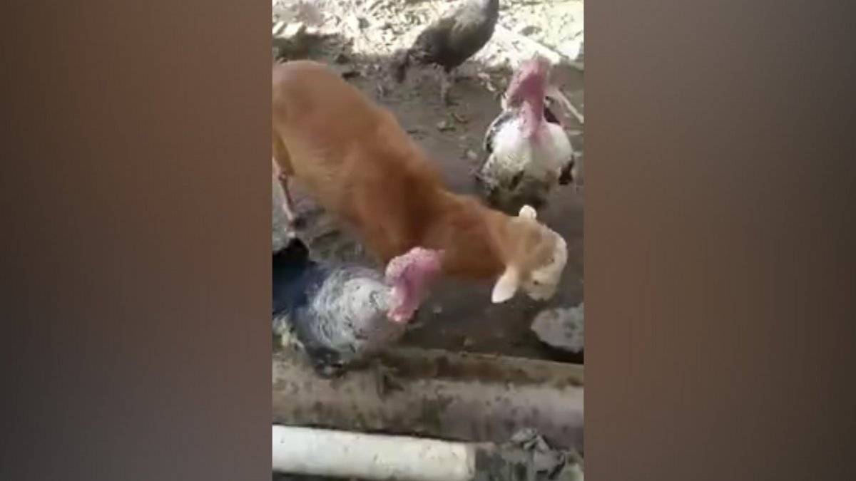 Hindilerin kavgasını ayırmaya çalışan kuzu