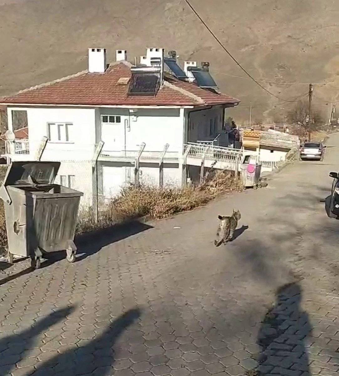 Sivas'ta vaşak, ilçeye indi