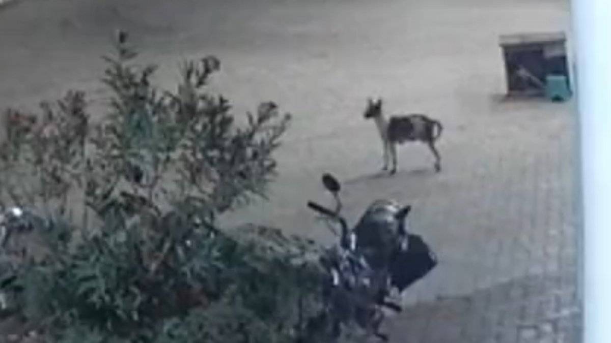 Hindistan'da köpek, leoparın saldırısından korundu