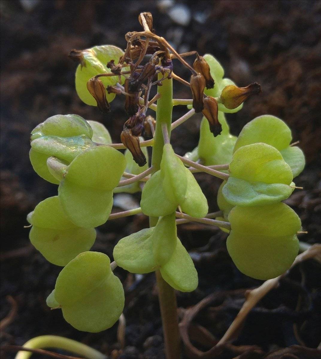 Muğla'da yeni bir sümbül türü keşfedildi