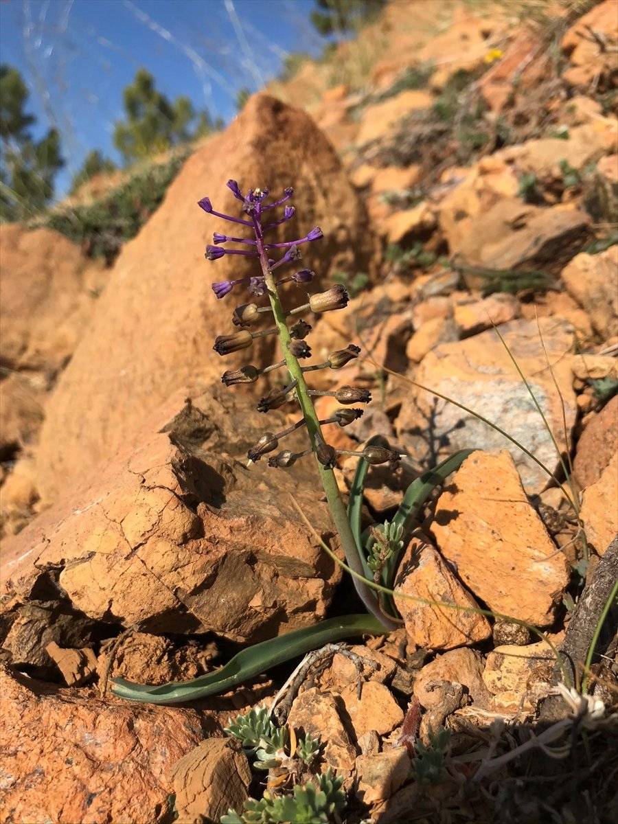 Muğla'da yeni bir sümbül türü keşfedildi