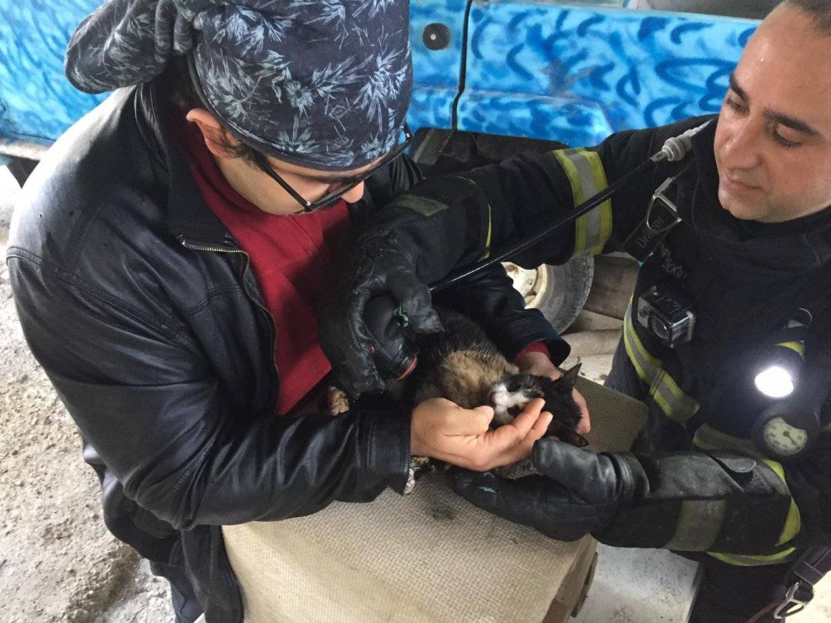 Antalya'da yangından kurtarılan kedi hayata döndürüldü