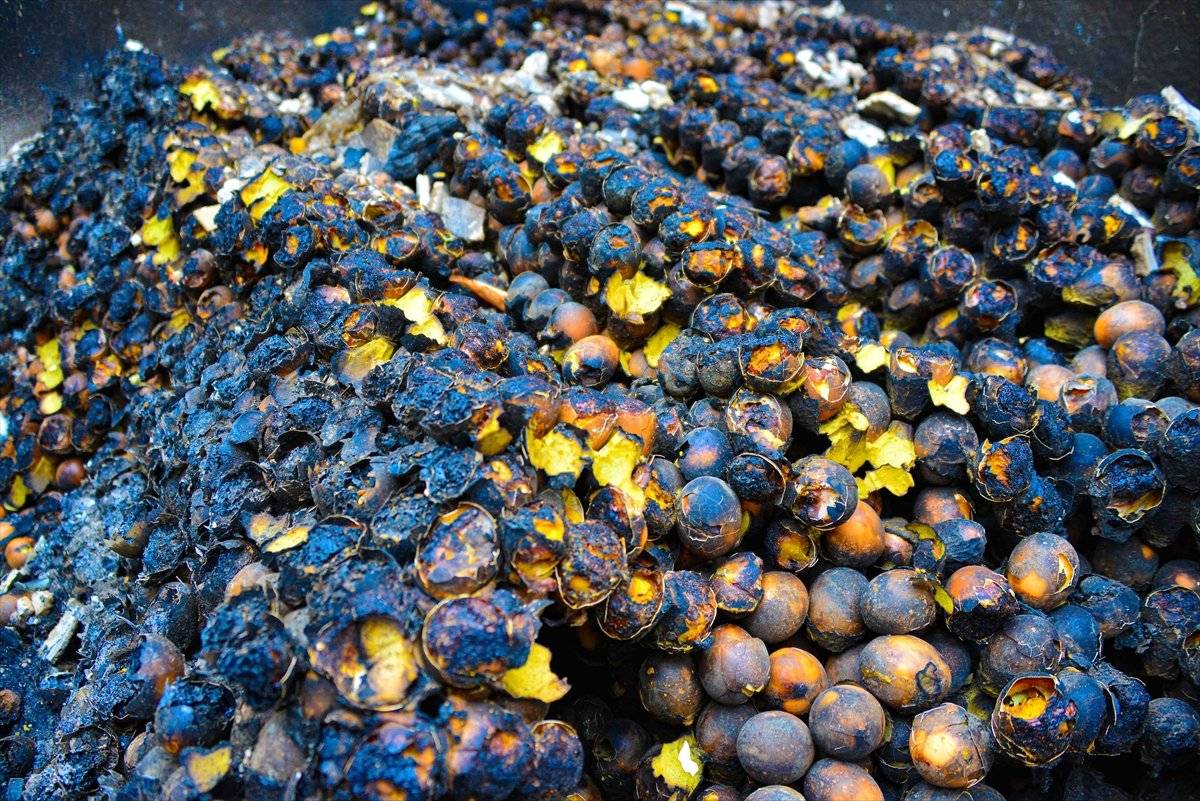 Ordu'da yanan kümesteki 400 tavuk telef oldu