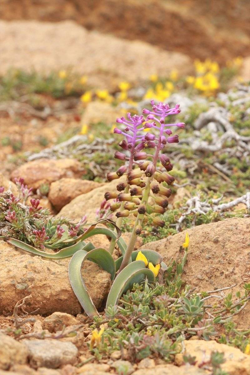 Muğla'da yeni bir sümbül türü keşfedildi