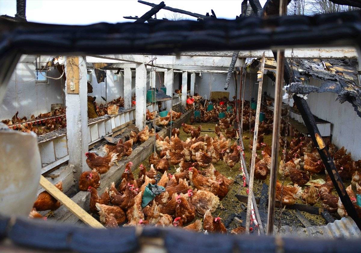 Ordu'da yanan kümesteki 400 tavuk telef oldu