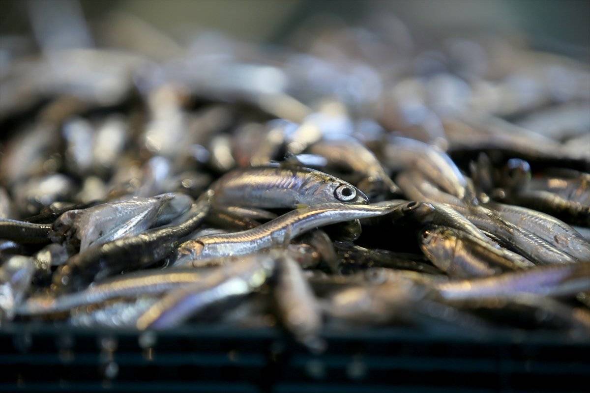 Hamsi avı yasağı, 3'üncü defa uzatıldı