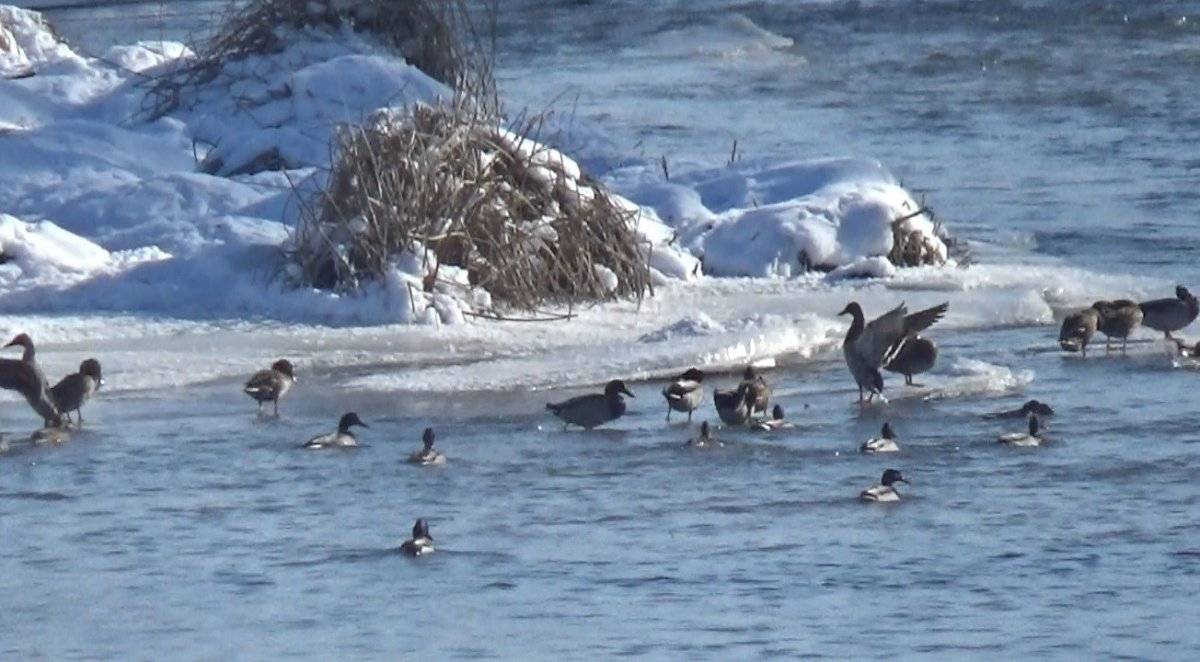 Kars Çayı, Yeşilbaş ördeklere ev sahipliği yapıyor