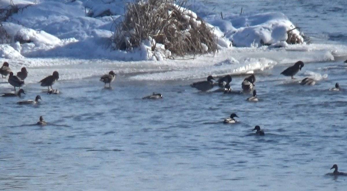 Kars Çayı, Yeşilbaş ördeklere ev sahipliği yapıyor