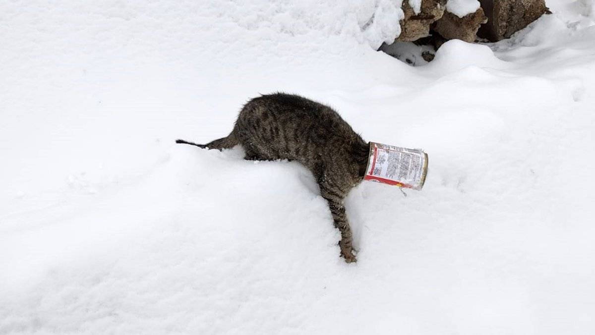 Bitlis'te kafası teneke kutusuna sıkışan kedi kurtarıldı