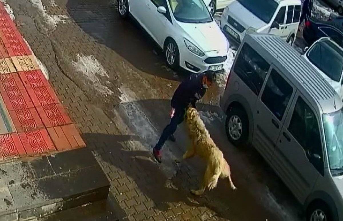 Bitlis'te kendisine saldıran köpekten böyle kurtuldu