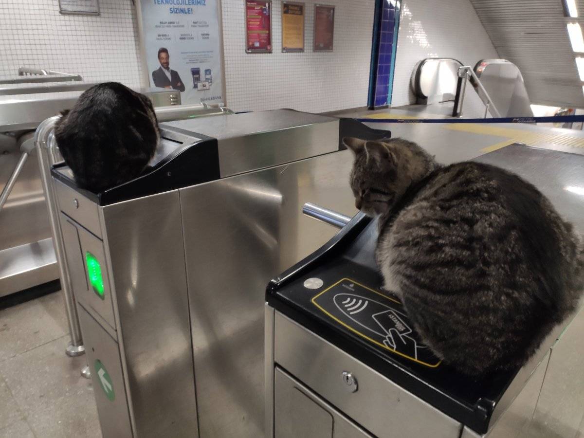 İstanbul'da soğuktan etkilenen kediler, akbil turnikelerinde ısındı