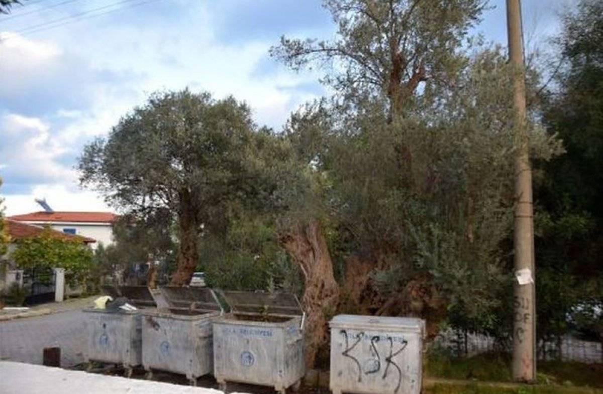 Anıt ağaçlar çöplük olmuş