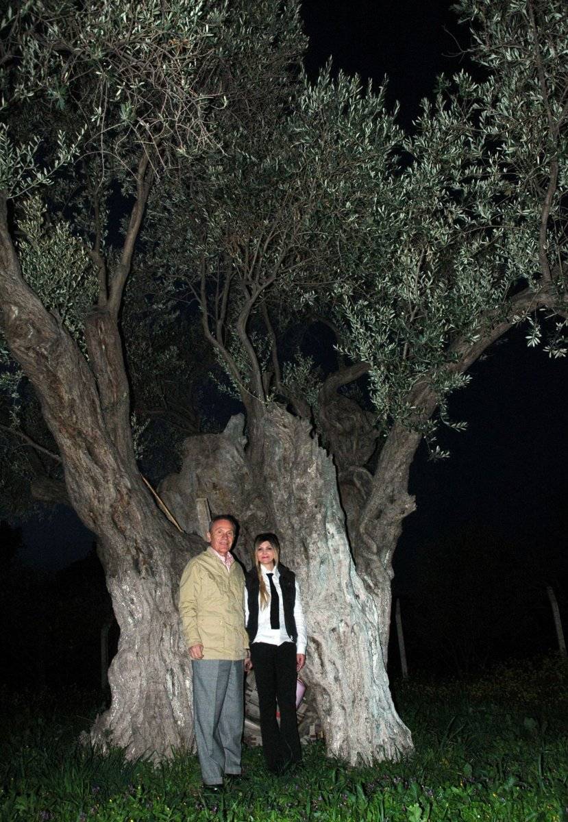 Anıt ağaçlar İzmir Urla'da