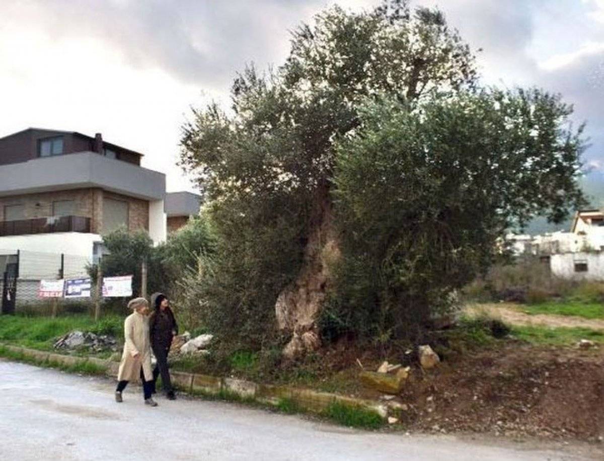 Anıt ağaçlar çöplük olmuş