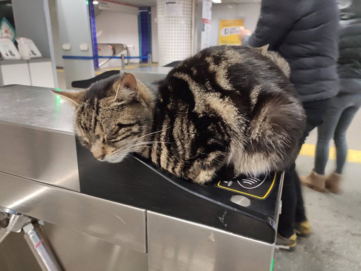 İstanbul'da soğuktan etkilenen kediler, akbil turnikelerinde ısındı