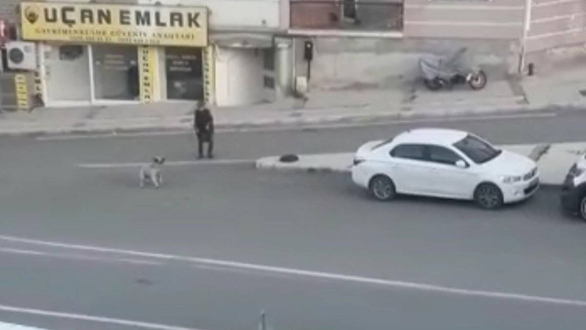 Buca’da sokak köpekleri korku salıyor