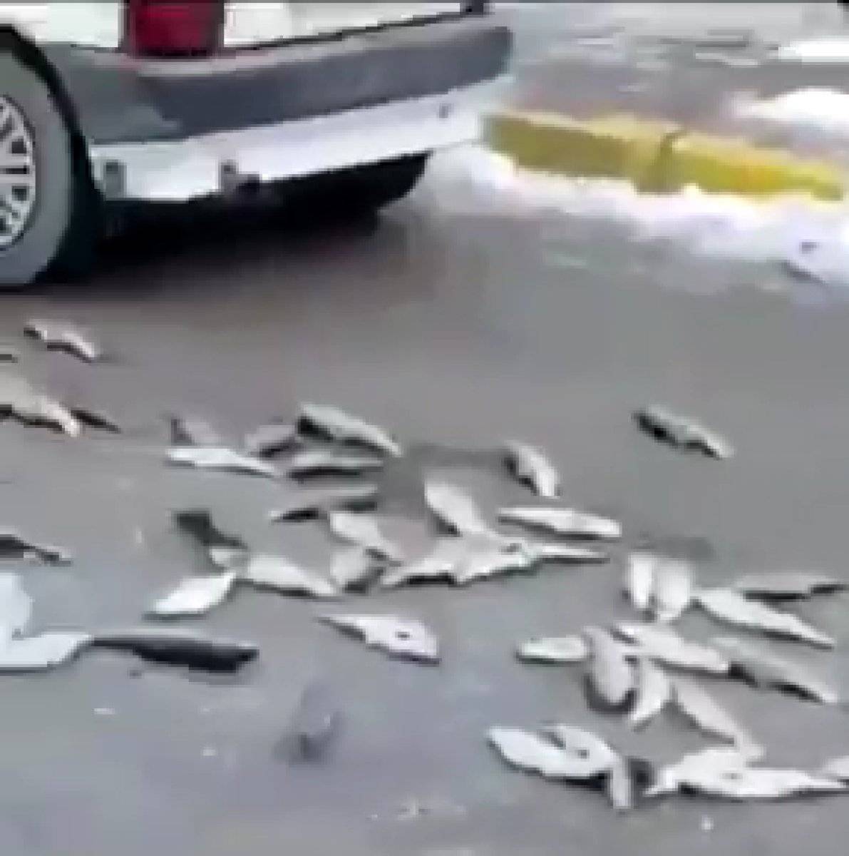 Van’da zabıta seyyar satıcının balıklarını yere döktü