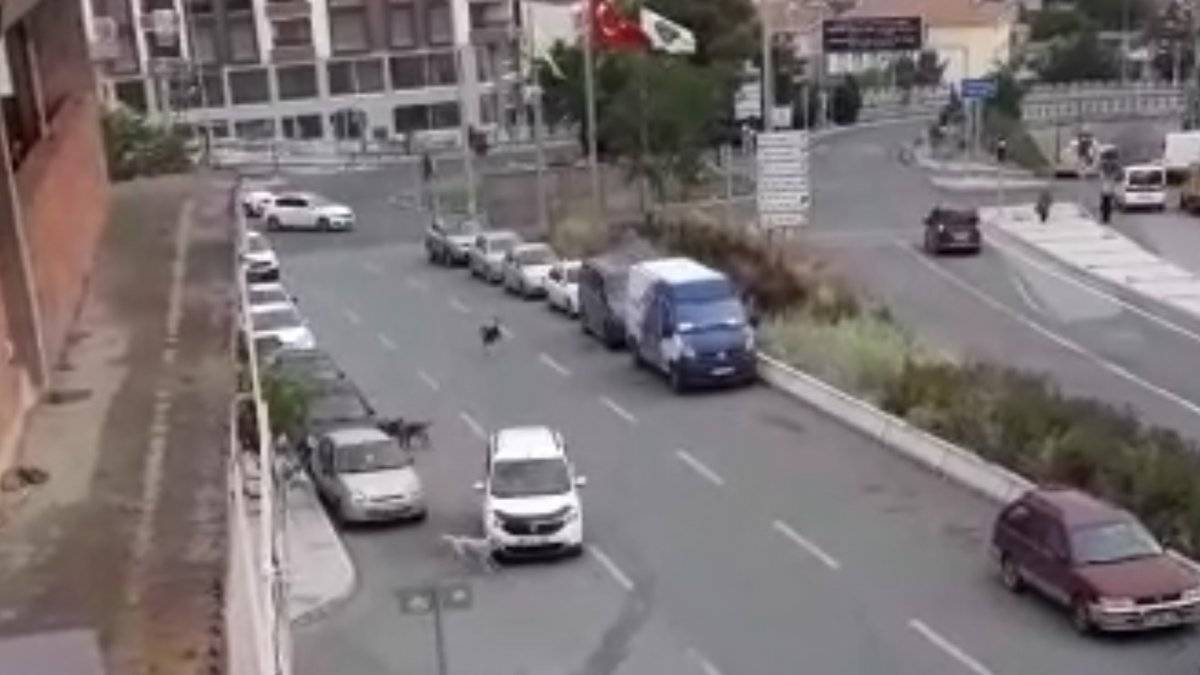 Buca’da sokak köpekleri korku salıyor