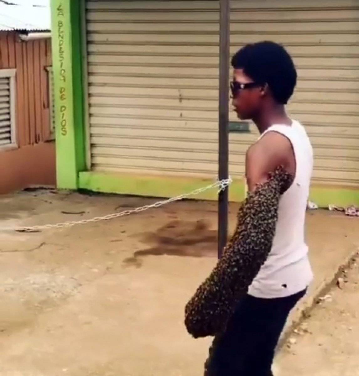 Dominikli arıcı, binlerce arıyı kolunda taşıdı