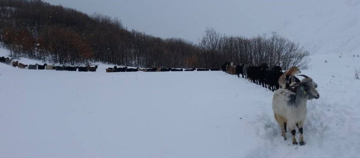 Bingöl'de besicilerin kış mücadelesi