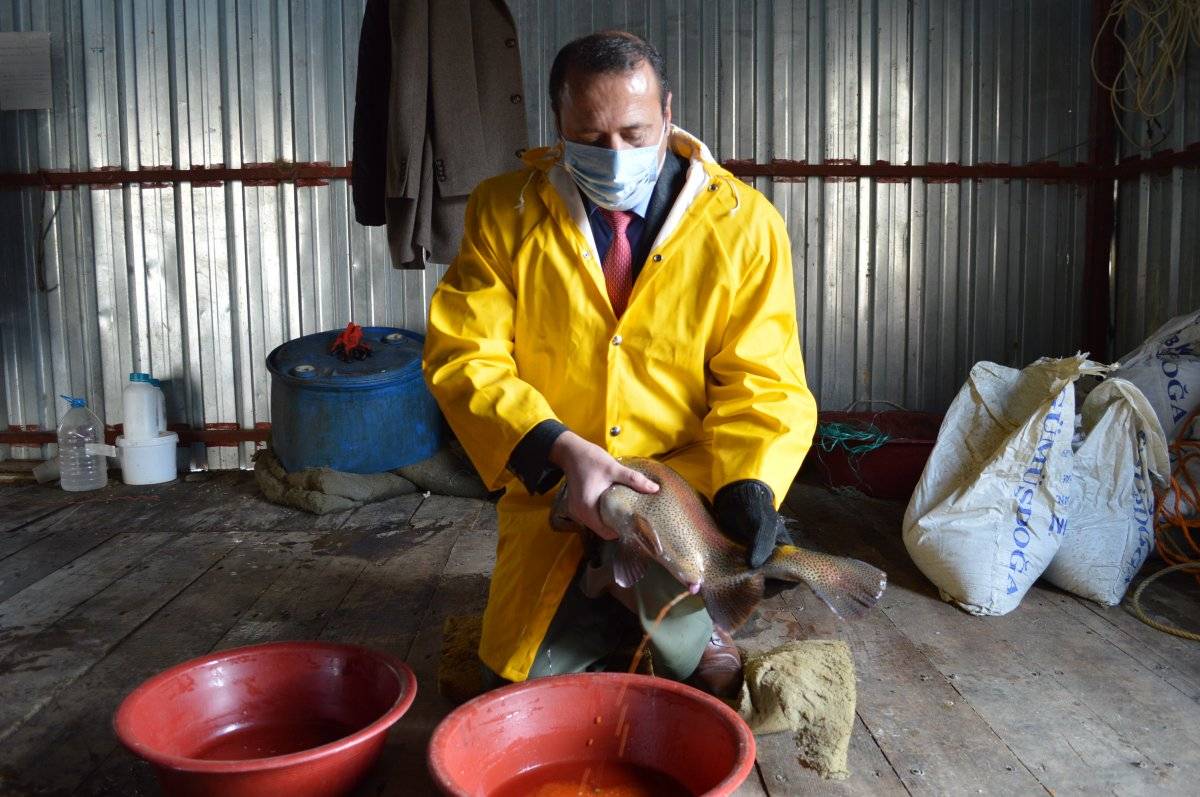 Elazığ'da alabalık ihracatı büyüdü