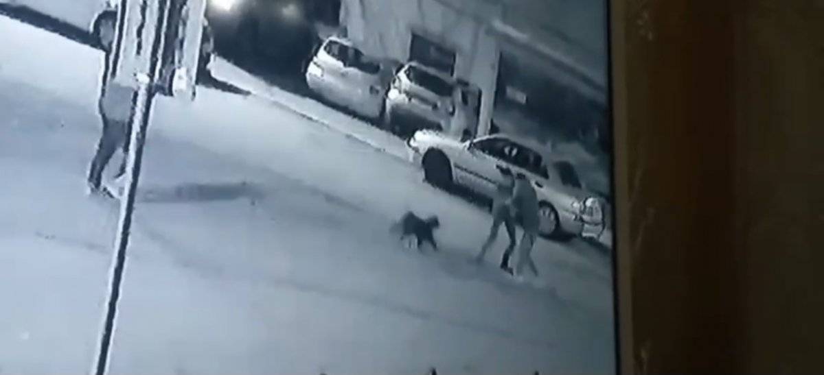 Pendik'te kavga ettirdikleri pitbulllardan kaçtılar
