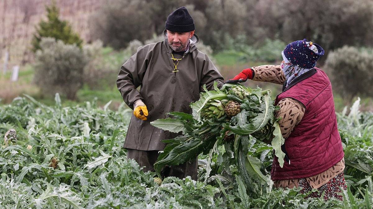 Enginar hasadı İzmir'de başladı