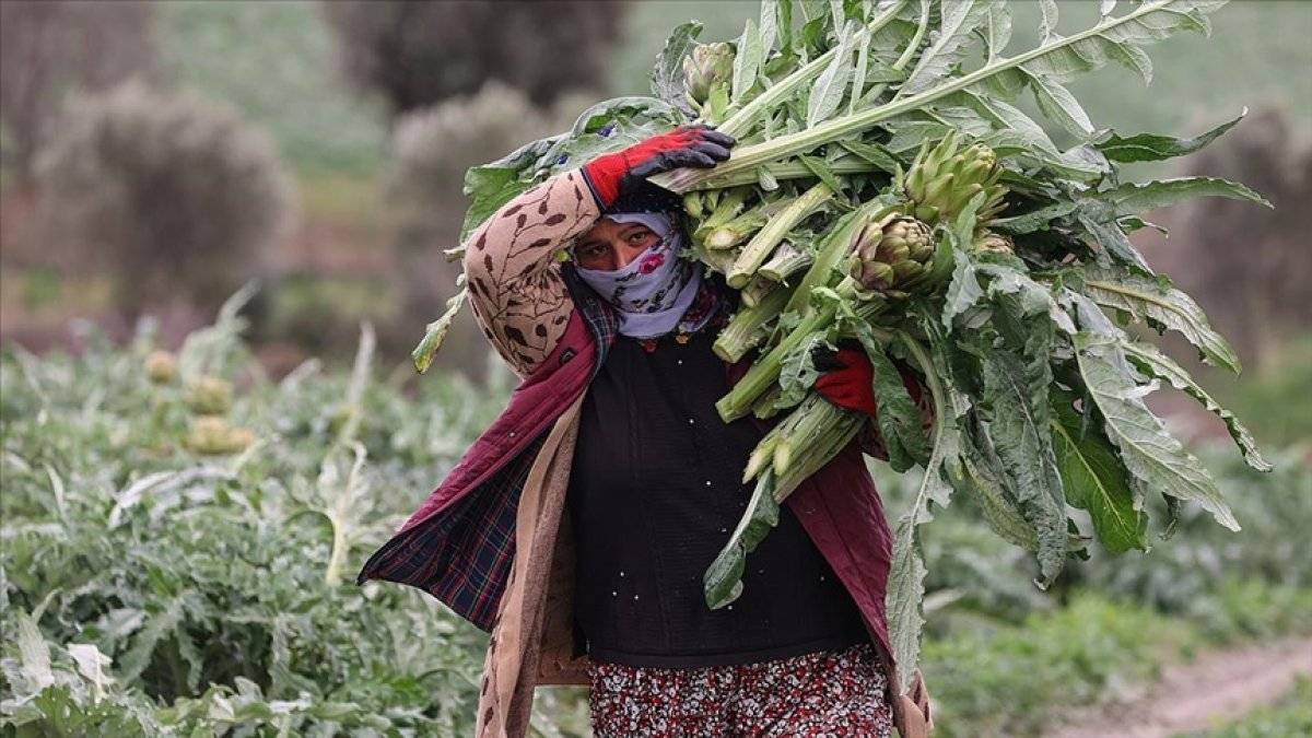 Enginar hasadı İzmir'de başladı