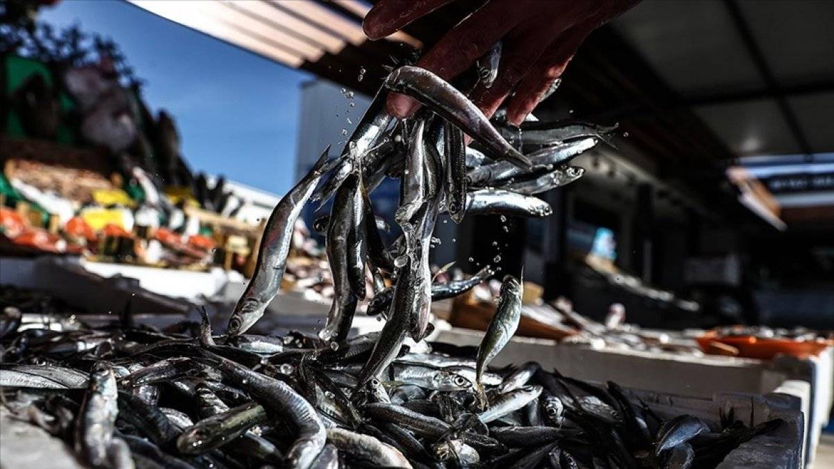 Avlanması yasaklanan hamsinin boyu artıyor